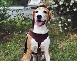 Собаки в Краснодаре: Вязка бигль, Бесплатно - фото 1