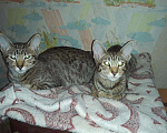 Кошки в Острогожске: Ориентальные котята, 10 000 руб. - фото 3