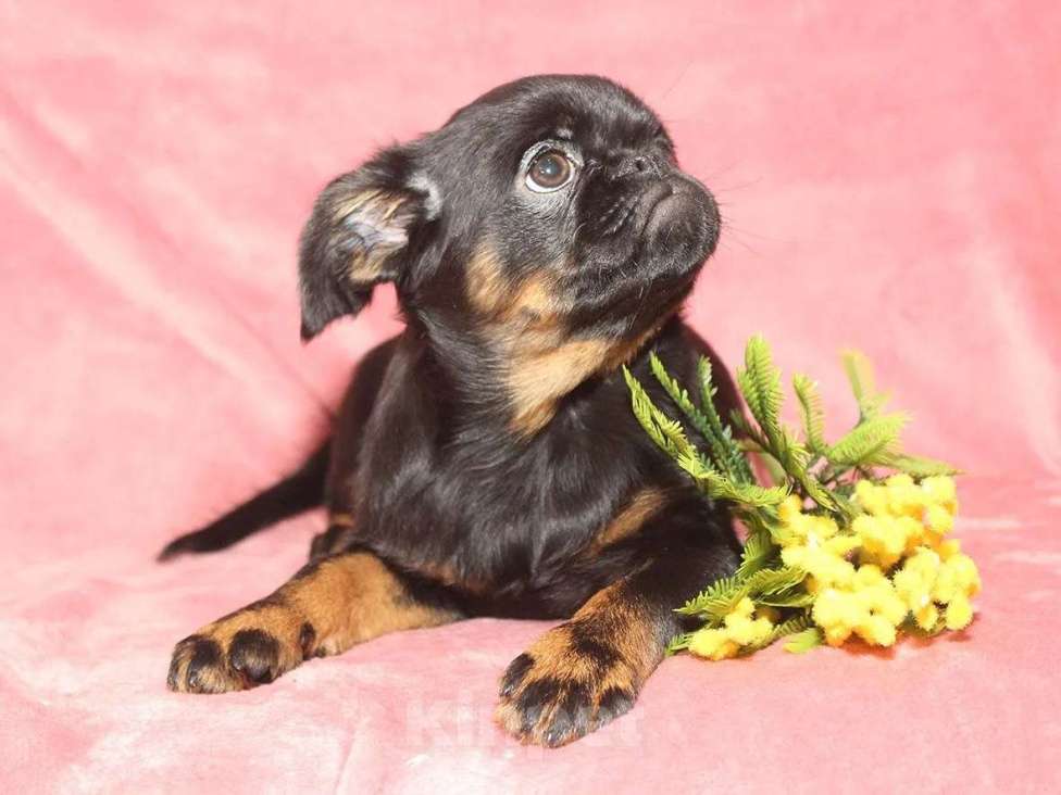 Собаки в Санкт-Петербурге: Красотка Девочка, 80 000 руб. - фото 2