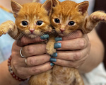 Кошки в Химках: Котенок в добрые руки  Мальчик, Бесплатно - фото 3