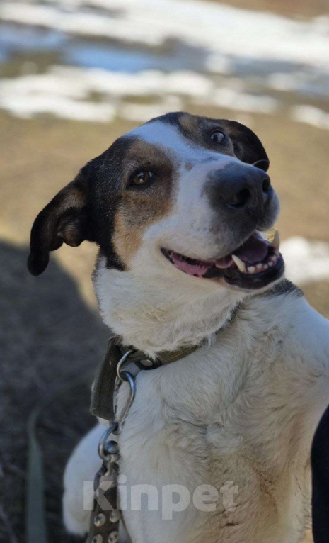 Собаки в Королеве: Обаятельный Дрейк ищет своего человека Мальчик, Бесплатно - фото 4