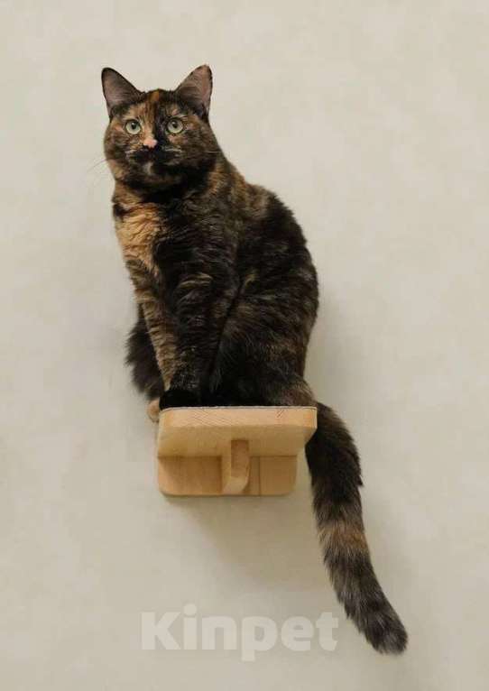 Кошки в Москве: Трехцветная кошка Габи в добрые руки Девочка, 1 руб. - фото 2