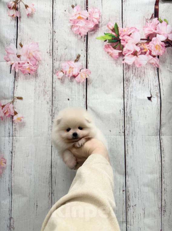 Собаки в Москве: Красивая девочка Девочка, 30 000 руб. - фото 1