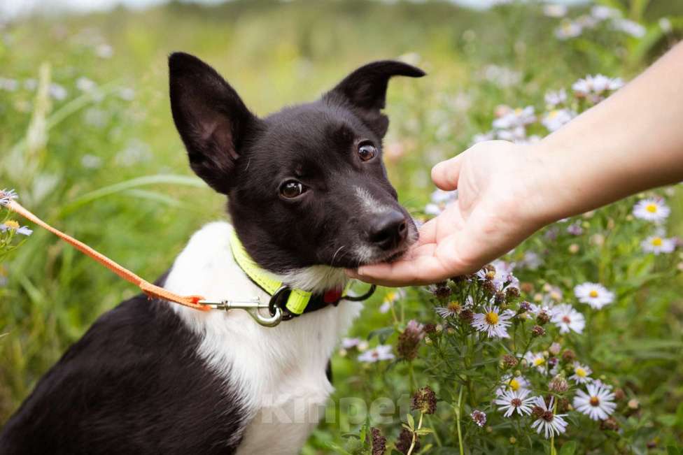 Собаки в Москве: Месси, некрупный щенок из приюта Мальчик, Бесплатно - фото 5