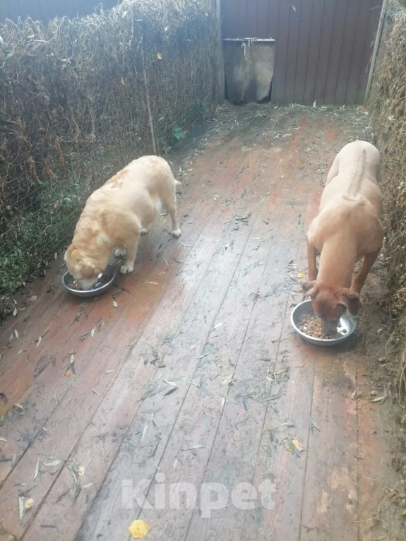 Собаки в Санкт-Петербурге: В добрые руки Девочка, Бесплатно - фото 2