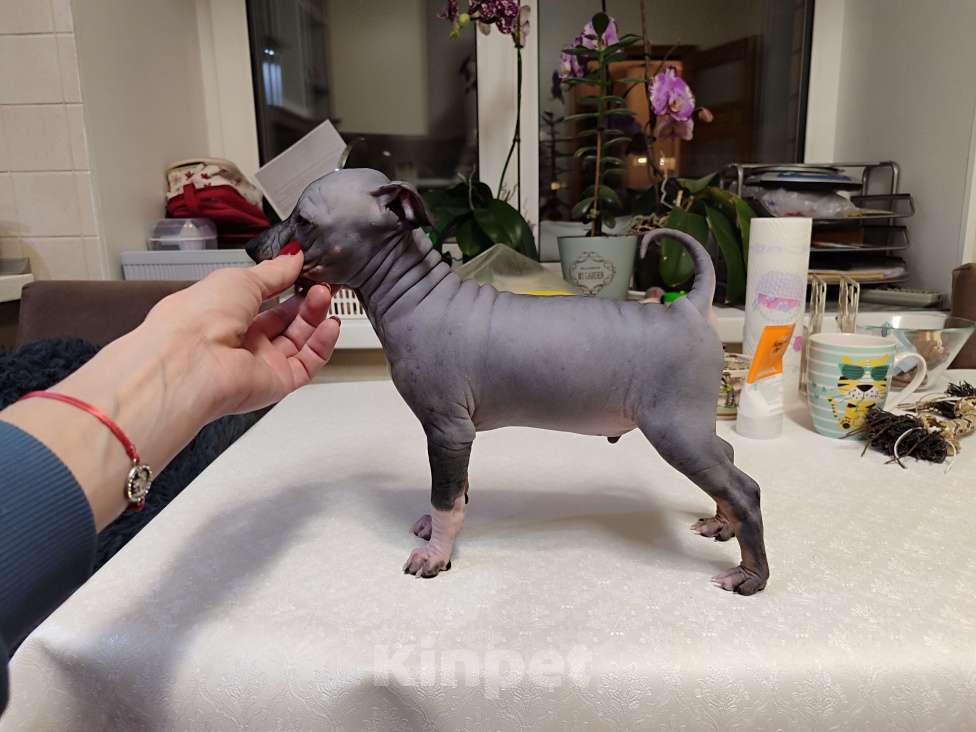 Собаки в Нижнем Новгороде: Щенки Американский голый терьер Разнополые, Бесплатно - фото 7