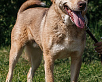 Собаки в Химках: Солнечный пес Мальчик, Бесплатно - фото 3