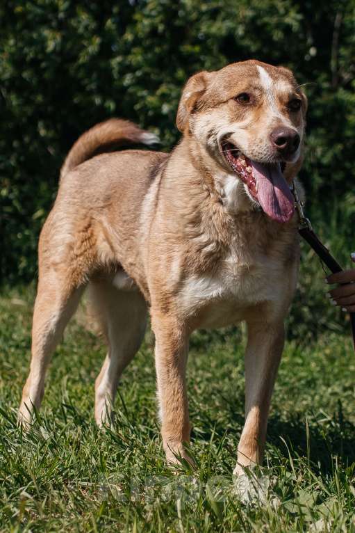 Собаки в Химках: Солнечный пес Мальчик, Бесплатно - фото 3