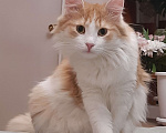 Кошки в Ижевске: Пушистый милаха Мальчик, Бесплатно - фото 3