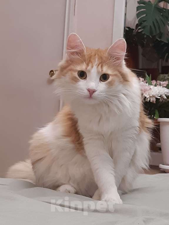 Кошки в Ижевске: Пушистый милаха Мальчик, Бесплатно - фото 3