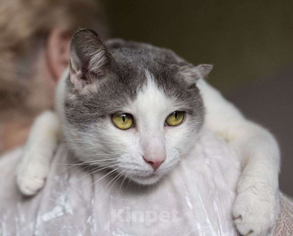 Кошки в Москве: Кузе грозит улица  Мальчик, Бесплатно - фото 3