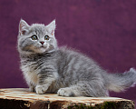 Кошки в Барнауле: Котик Юрий💟 Мальчик, Бесплатно - фото 3