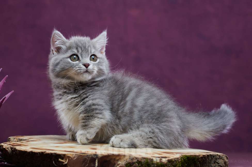 Кошки в Барнауле: Котик Юрий💟 Мальчик, Бесплатно - фото 3