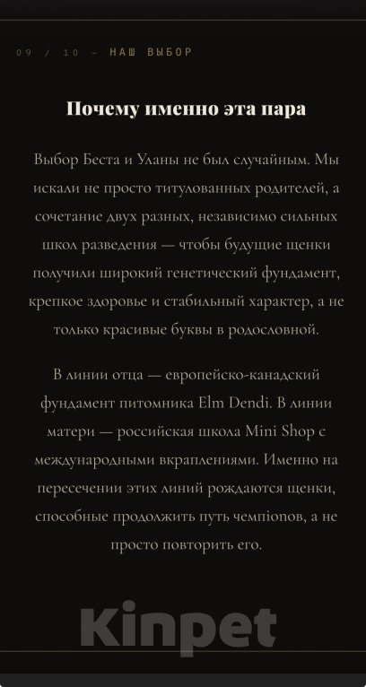 Собаки в Москве: Щенок йоркширского терьера, мальчик, РКФ, Ром Аль Капоне Мальчик, 100 000 руб. - фото 9