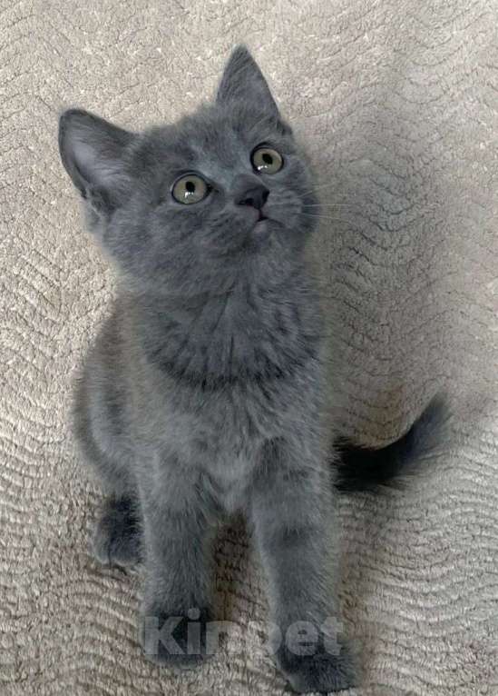 Кошки в Москве: Котенок Ксанта ищет дом Девочка, Бесплатно - фото 3
