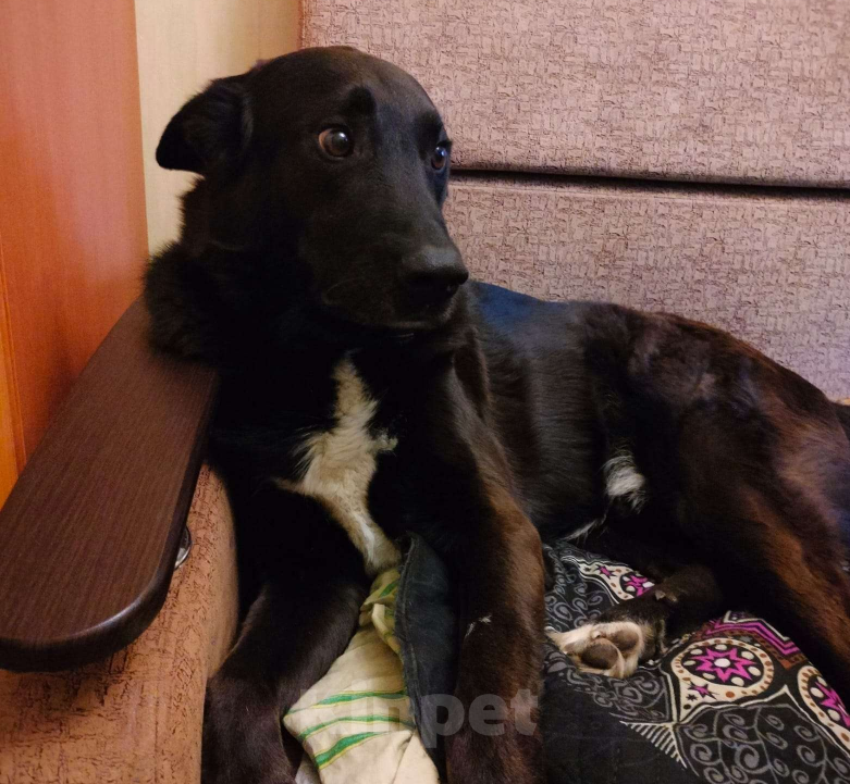 Собаки в Нижнем Новгороде: пропала собака Мальчик, 5 000 руб. - фото 4