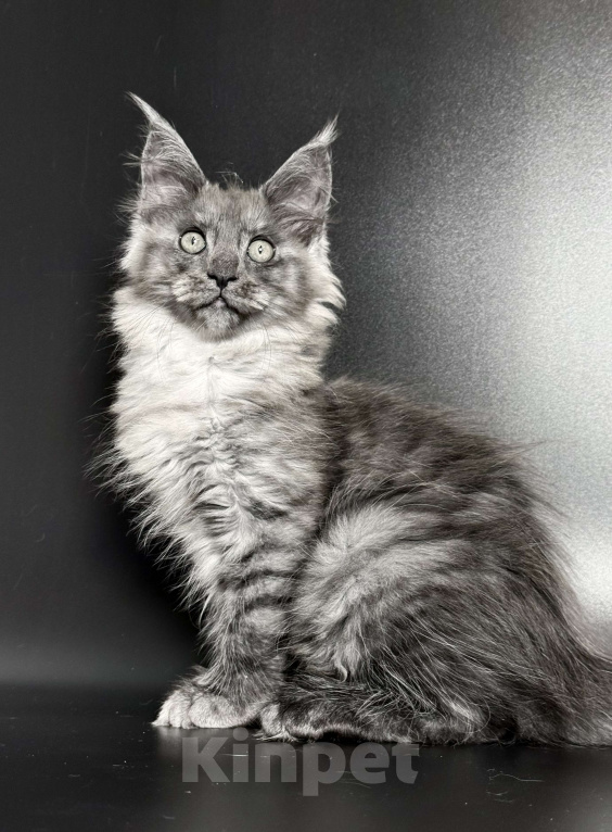 Кошки в других городах Московской области: Дымчатая красотка Девочка, 50 000 руб. - фото 2