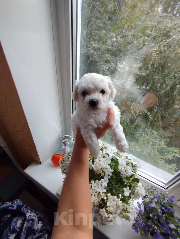 Собаки в Омске: Девочка Девочка, 70 000 руб. - фото 3