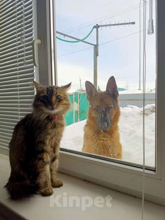Собаки в других городах Тверской области: Добрые руки Девочка, Бесплатно - фото 1