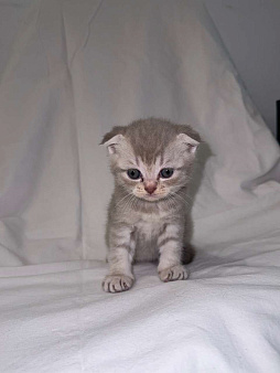 Продаю шотландскую вислоухую кошку