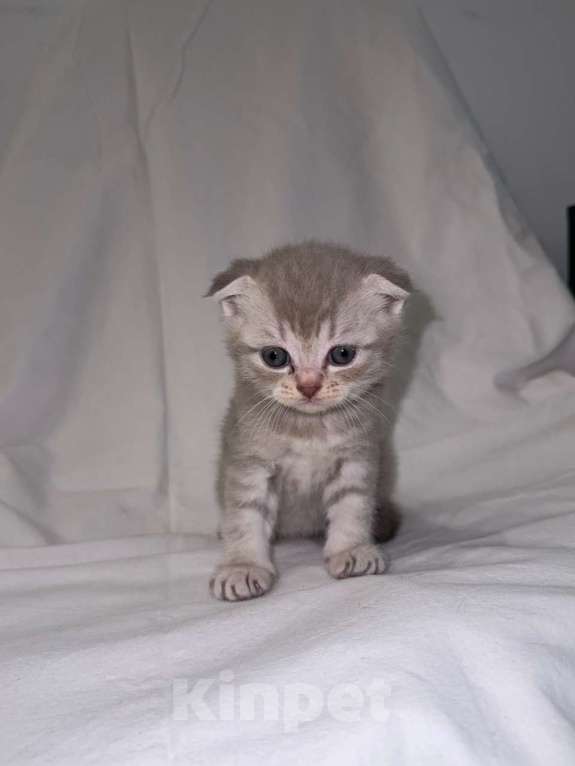 Кошки в Москве: Продаю шотландскую вислоухую кошку Девочка, 16 000 руб. - фото 1