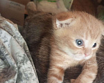 Кошки в Челябинске: Вислоухий котенок – истинный Мандарин! 🍊🐾 Мальчик, 5 000 руб. - фото 2