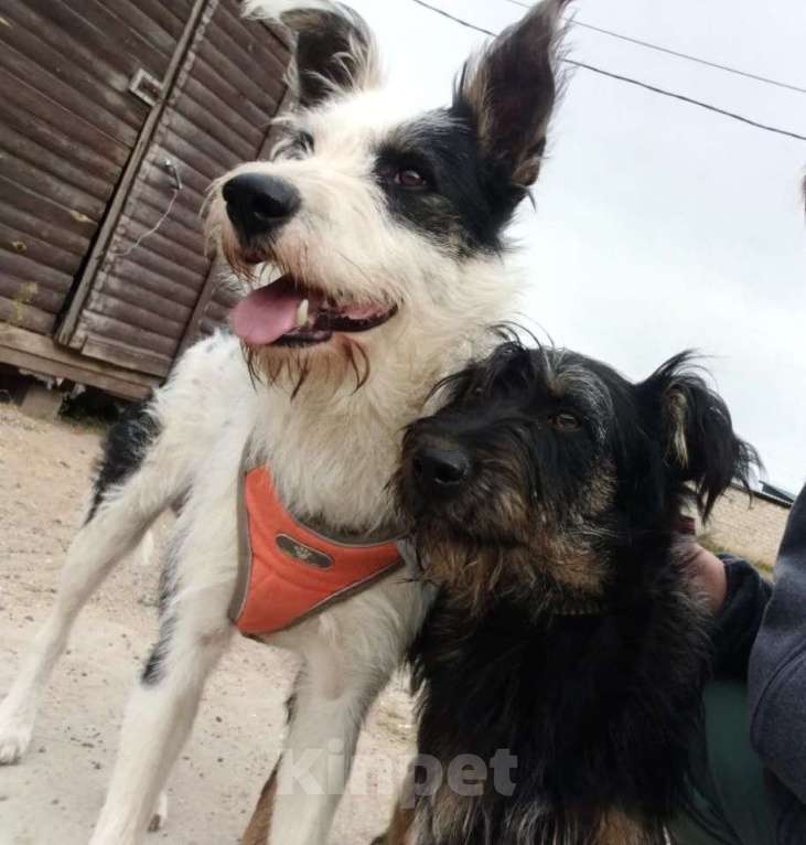 Собаки в Москве: Весельчак Добби в поисках семьи Мальчик, Бесплатно - фото 3