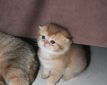 Кошки в Казани: Котик Мальчик, 45 000 руб. - фото 2