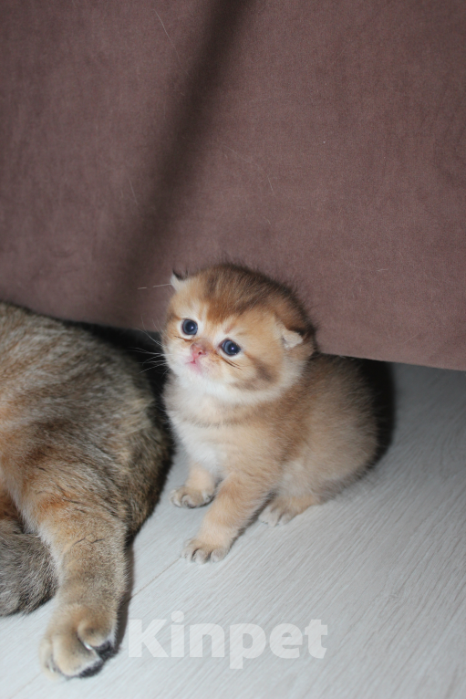 Кошки в Казани: Котик Мальчик, 45 000 руб. - фото 2