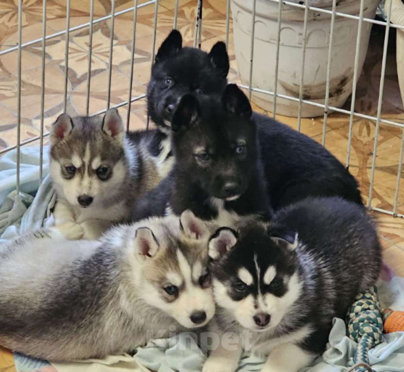 Собаки в Воронеже: Мальчик Сибирского хаски Мальчик, Бесплатно - фото 4