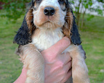 Собаки в Зеленограде: Английский кокер спаниель щенки Мальчик, 30 000 руб. - фото 10
