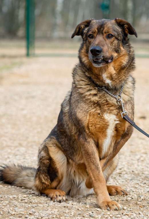 Собаки в Москве: Валик. Особенный пес для особенного человека Мальчик, 1 руб. - фото 3