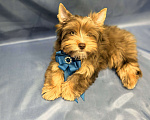 Собаки в Иркутске: Эксклюзивный мальчик цветной йорк в окрасе мерле ред блю даймонд Мальчик, 30 000 руб. - фото 1