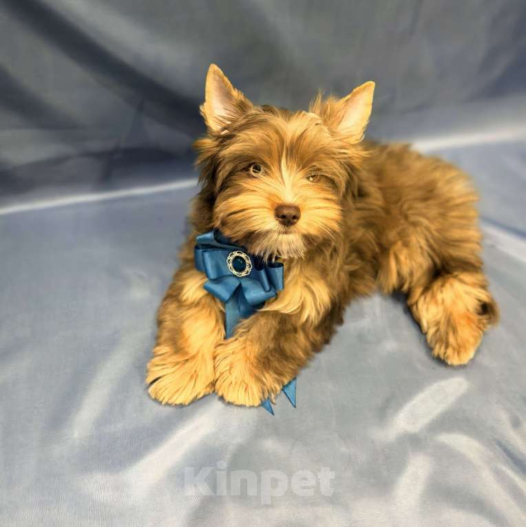 Собаки в Иркутске: Эксклюзивный мальчик цветной йорк в окрасе мерле ред блю даймонд Мальчик, 30 000 руб. - фото 1