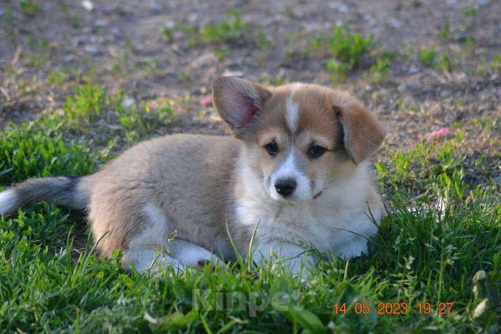 Собаки в Москве: ЯРОМИР Мальчик, 65 000 руб. - фото 3