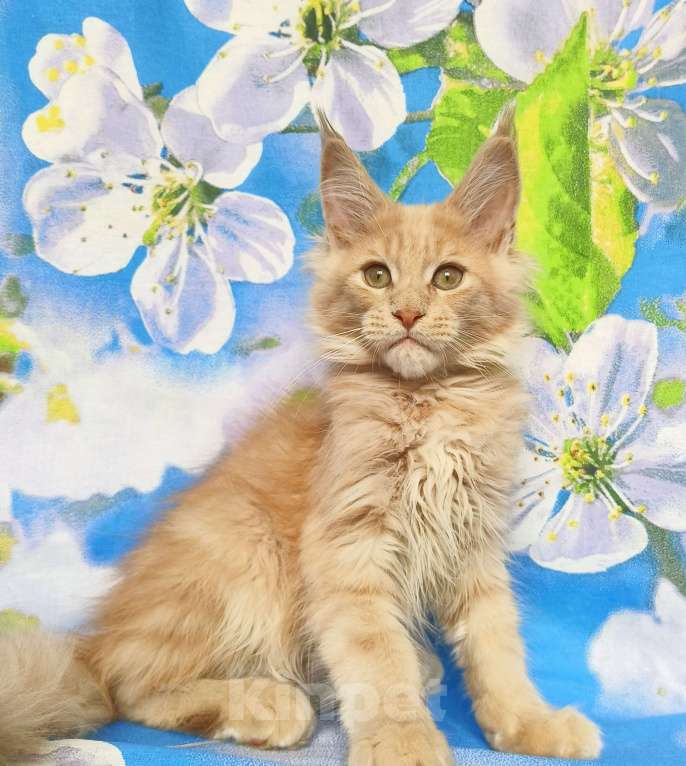 Кошки в Москве: Мейн-Кун Мальчик Мальчик, 65 000 руб. - фото 4