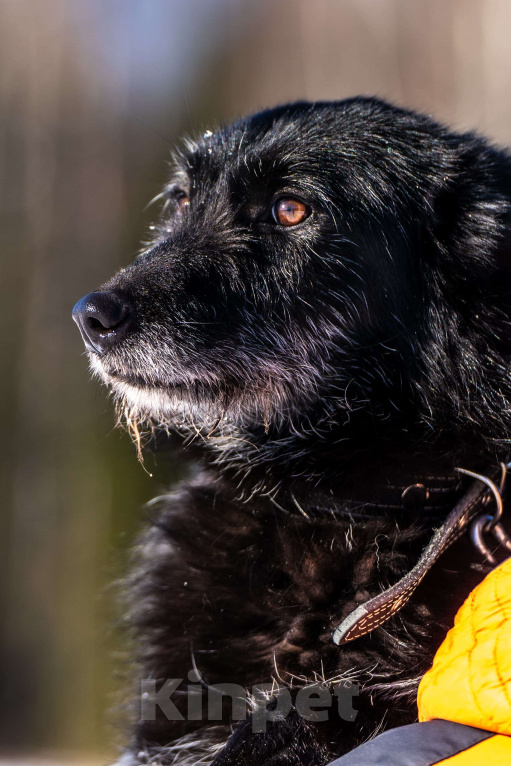 Собаки в Клине: Веста — добродушная собачка Девочка, Бесплатно - фото 8