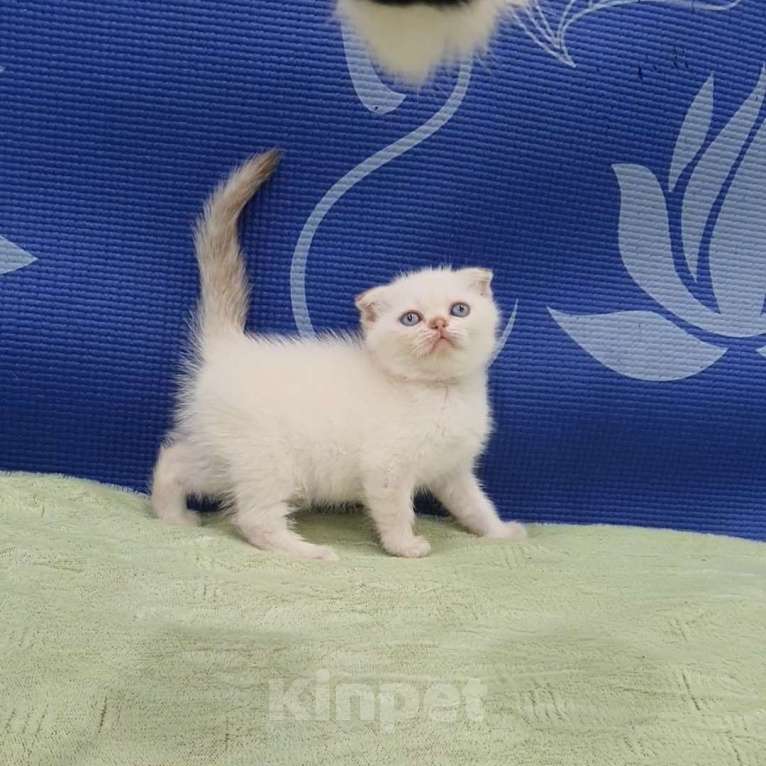 Кошки в Москве: Шотландские вислоухие котята. Девочка, 25 000 руб. - фото 2