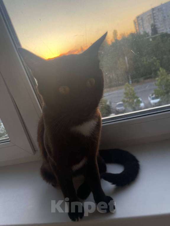 Кошки в Ульяновске: Отдам в добрый руки, двух милых мальчиков) Мальчик, 100 руб. - фото 2