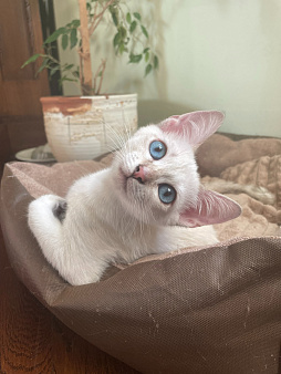 Филофея Thai Legend