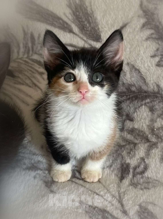 Кошки в Санкт-Петербурге: Маленькая звездочка Варенька Девочка, Бесплатно - фото 2