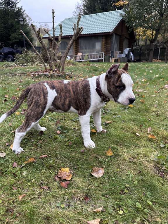 Собаки в Москве: Щенки АСТ  Мальчик, Бесплатно - фото 3