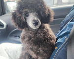 Собаки в Новороссийске: Серый той пудель Мальчик, Бесплатно - фото 1