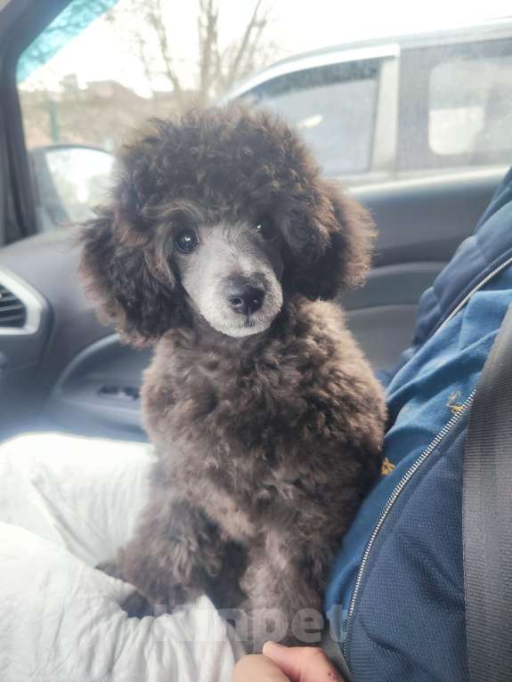 Собаки в Новороссийске: Серый той пудель Мальчик, Бесплатно - фото 1