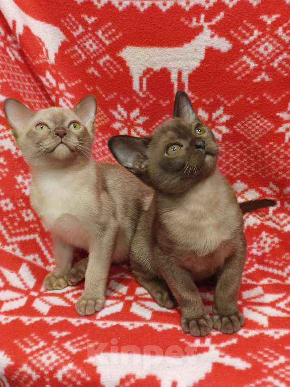 Кошки в Лыткарино: Девочка бурма европ.с документами Девочка, 50 000 руб. - фото 7