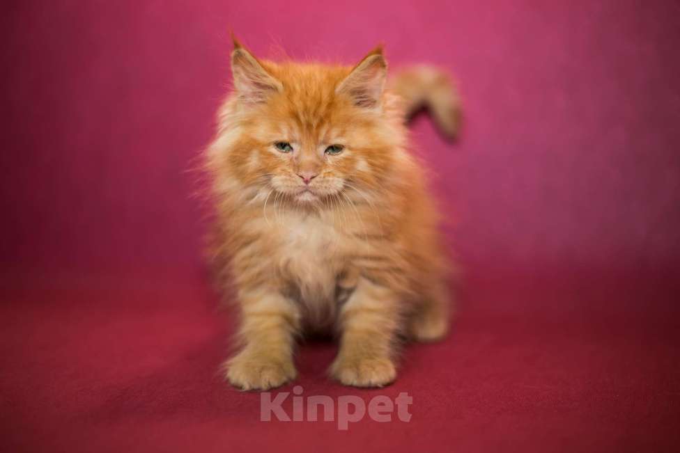 Кошки в Раменском: Муйн кун котятки Мальчик, 50 000 руб. - фото 1
