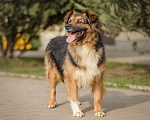 Собаки в Москве: Обаятельный пухляш Рябчик Мальчик, Бесплатно - фото 2