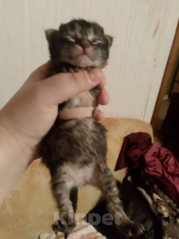 Кошки в Кирове: Розовый (оранжевый) Мальчик, 2 500 руб. - фото 4