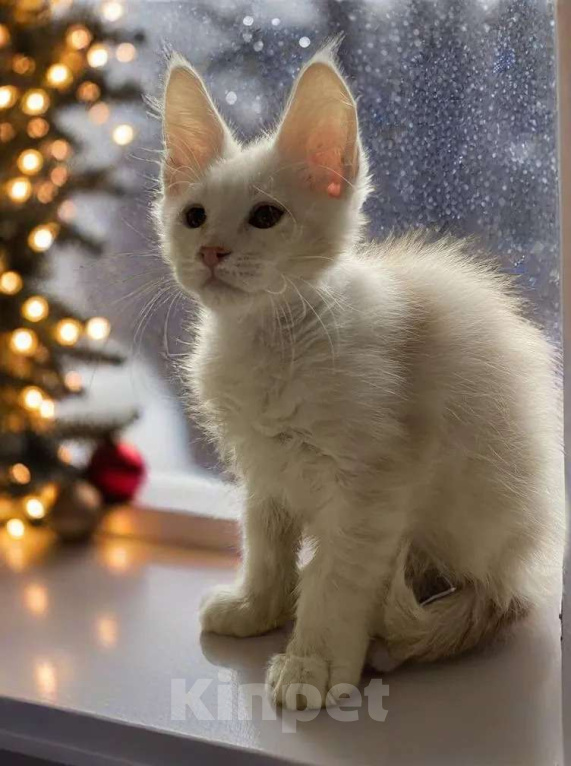 Кошки в Москве: Пушистый ангел для вашего новогоднего настроения Мальчик, 100 000 руб. - фото 2