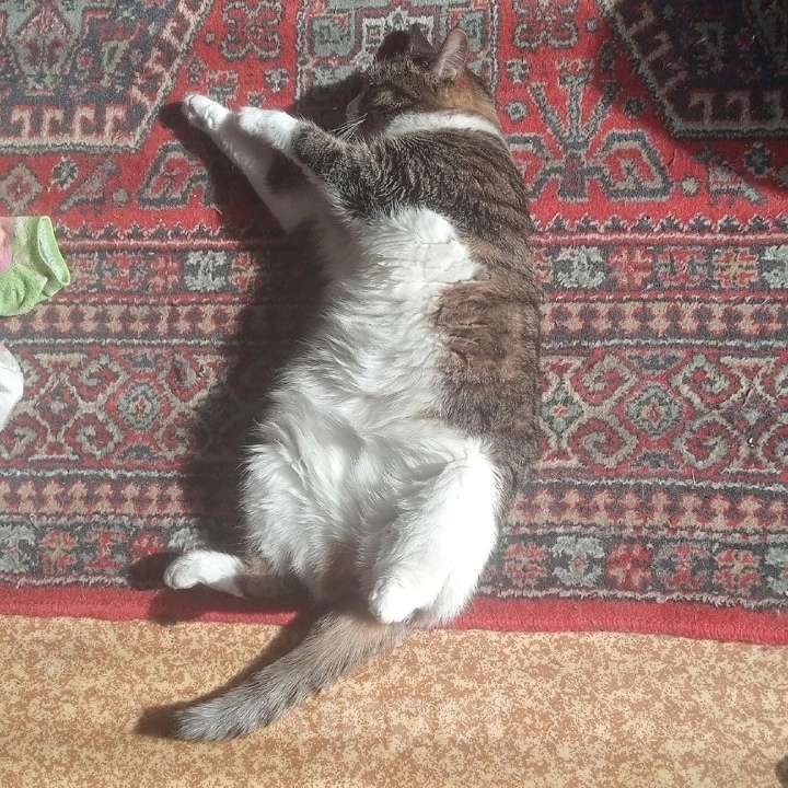 Кошки в Королеве: Потерялась кошка! Девочка, Бесплатно - фото 4